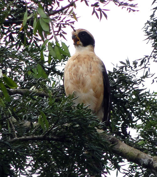Project Hometree, La Tejona, Costa Rica