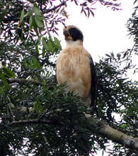 Project Hometree, La Tejona, Costa Rica