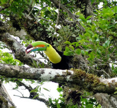 Toucan Sam at La Reserva