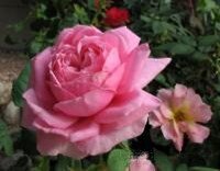 Elizabeth Bowers Rose