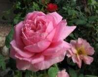 Elizabeth Bowers Rose