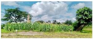 Maize Field #1