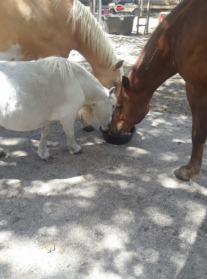 Horses for Veterans and First Responders with PTSD