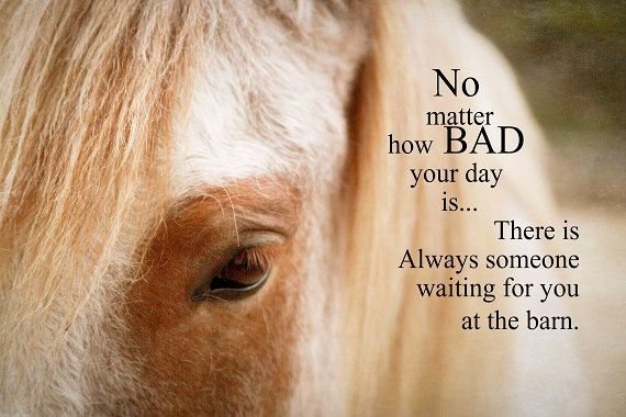 Horses for Veterans and First Responders with PTSD
