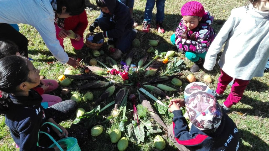 Harvesting Local Garden Foods: corn,squash,chayote