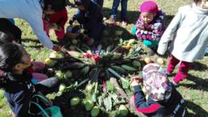 Harvesting Local Garden Foods: corn,squash,chayote