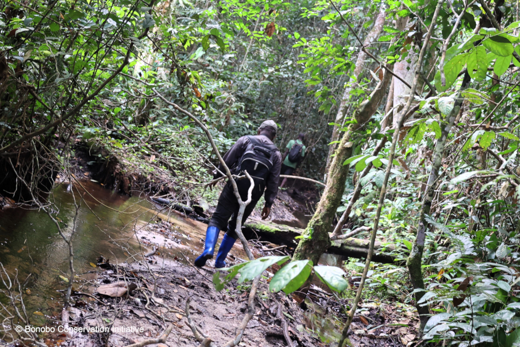 Searching for bonobos at Lilungu