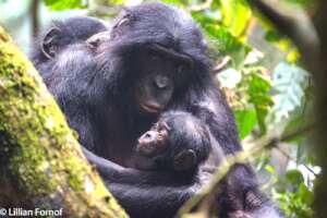 Avocat and his mother, Azur
