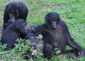 Bonobos at play in Sankuru