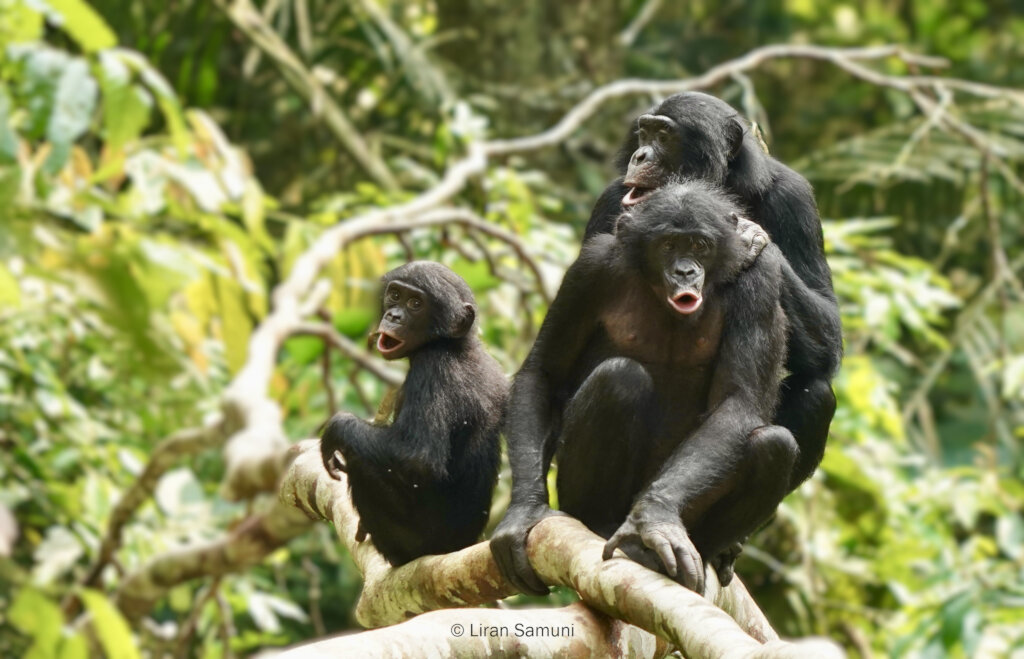 Kokolopori bonobos