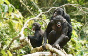 Kokolopori bonobos