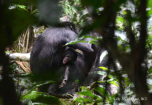 Baby bonobo expressing himself