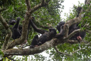 Female bonobos from the Ekalakala group