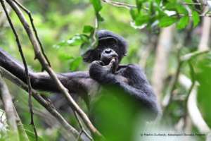Presley, Nkokoalongo bonobo group