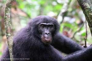Ray, Nkokoalongo bonobo group