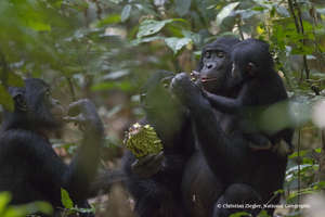 Bonobos eating bolingo fruit