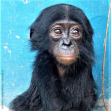 Recently rescued baby bonobo Esake