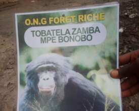 Bonobo outreach flyer created by Foret Riche