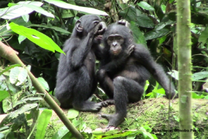 Young bonobos grooming at Kokolopori