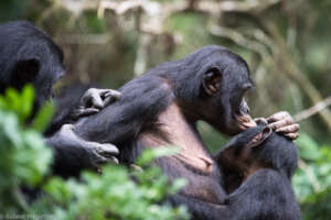 Madonna welcomed a new baby bonobo in June