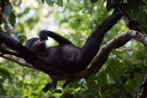Koklopori bonobo. Photo Credit: Roland Hilgartner