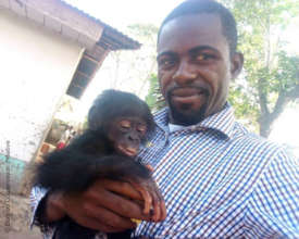 BCI partner Heritier Mpo with rescued bonobo