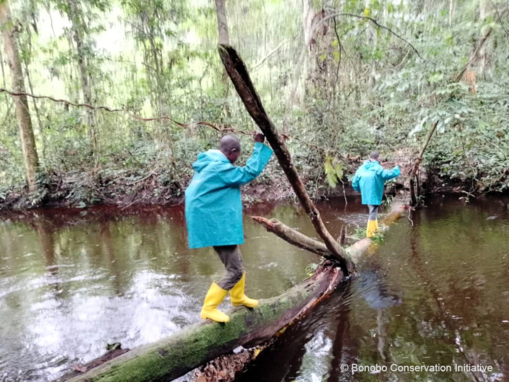 Forest excursion with Lilungu trackers