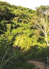 The beautiful forests of Mbandaka