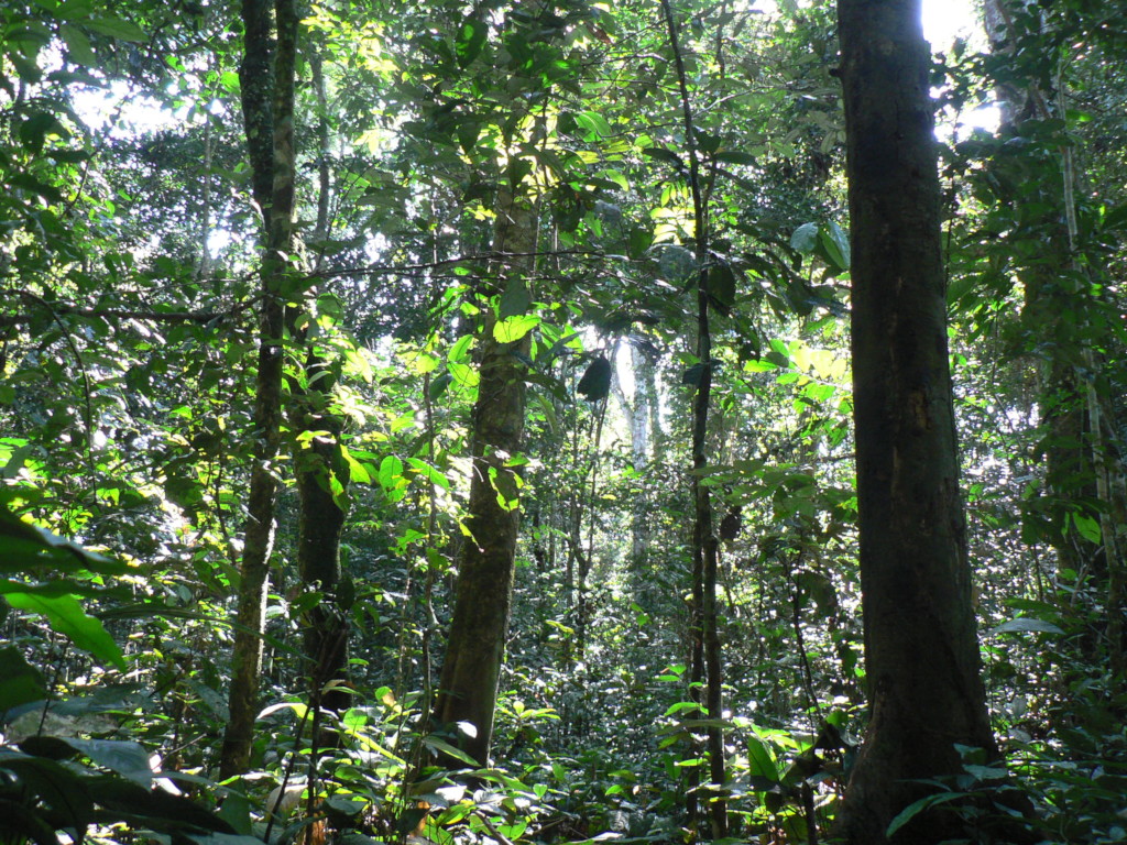 Our partners are protecting valuable rainforest