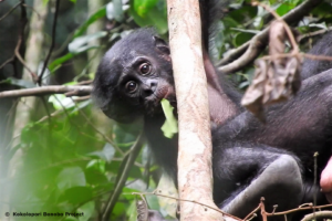 Peche, of the Ekalakala bonobo group