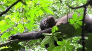 Bonobo relaxing at Kokolopori, spring 2016