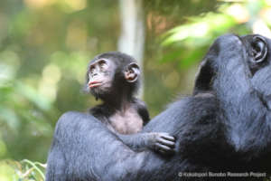 Rubin, one of the newest Ekalakala bonobos