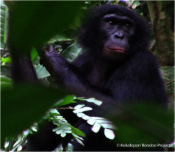 Meet Yangtze. Bekako bonobos are named for rivers