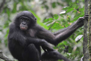 A bonobo relaxing in the Bonobo Peace Forest