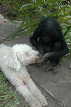 Bonobo orphan