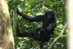 A Kokolopori bonobo
