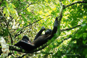 Bonobo in the Kokolopori Bonobo Reserve