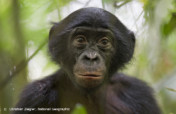 Save Endangered Bonobos in the Congo Rainforest
