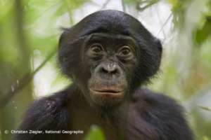 Save Endangered Bonobos in the Congo Rainforest