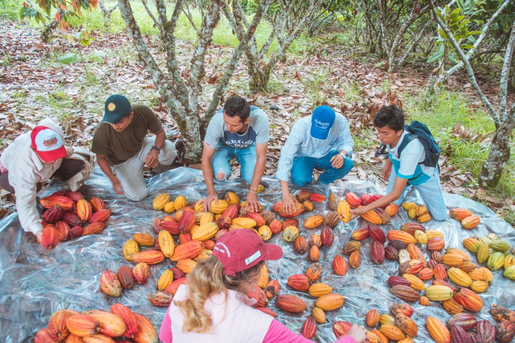 Help Cocoa for Peace. Colombia