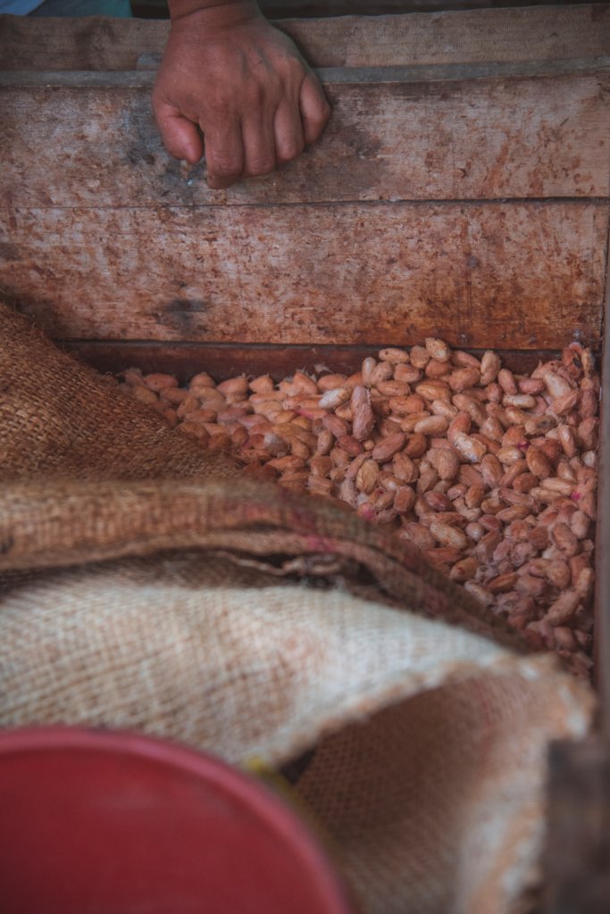 Help Cocoa for Peace. Colombia
