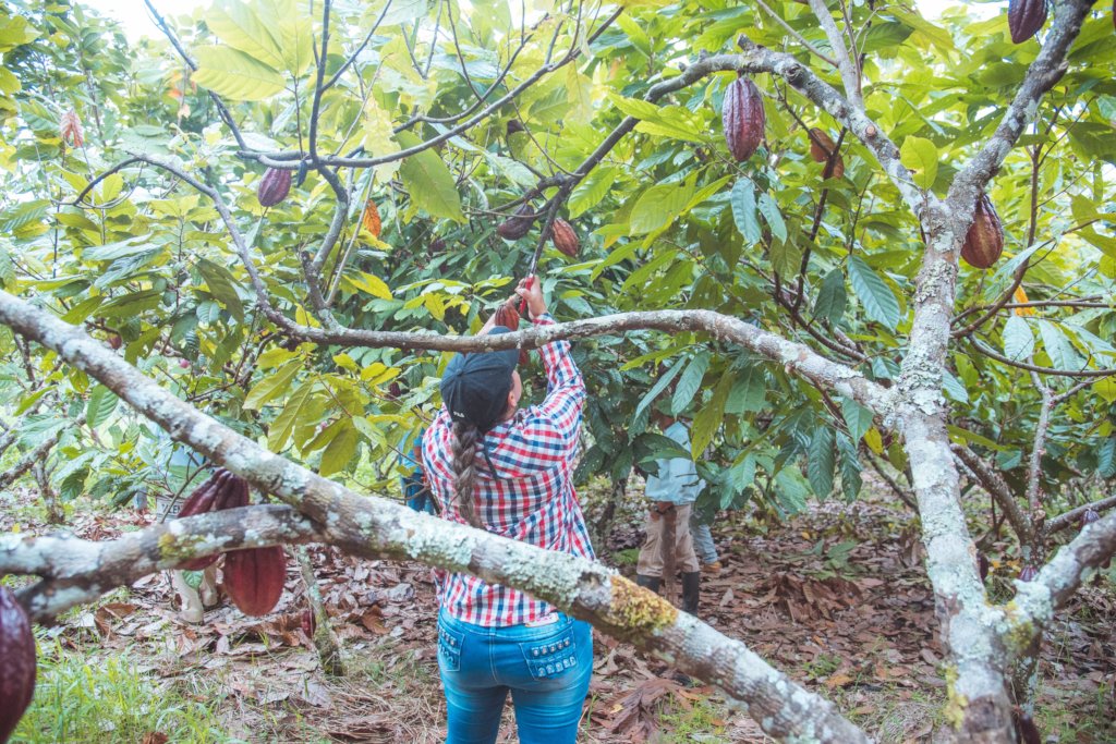 Help Cocoa for Peace. Colombia