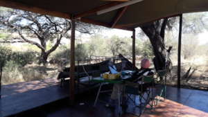 Wildebeests walking past the outdoor office