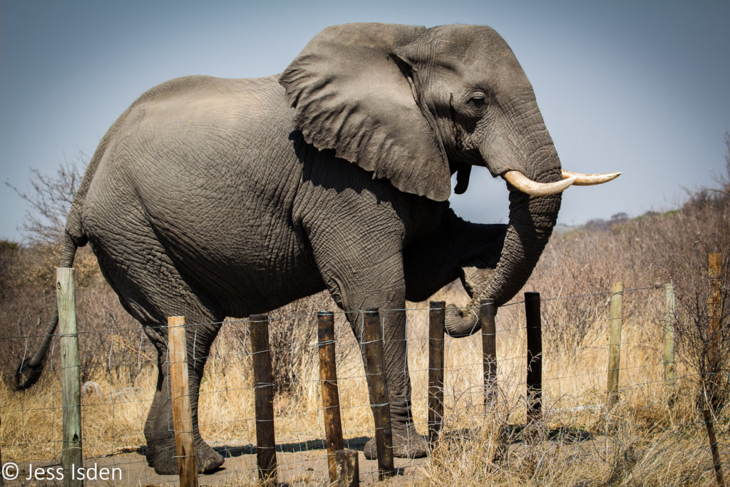 Empowering communities to coexist with elephants