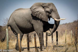 Elephant crossing the fence