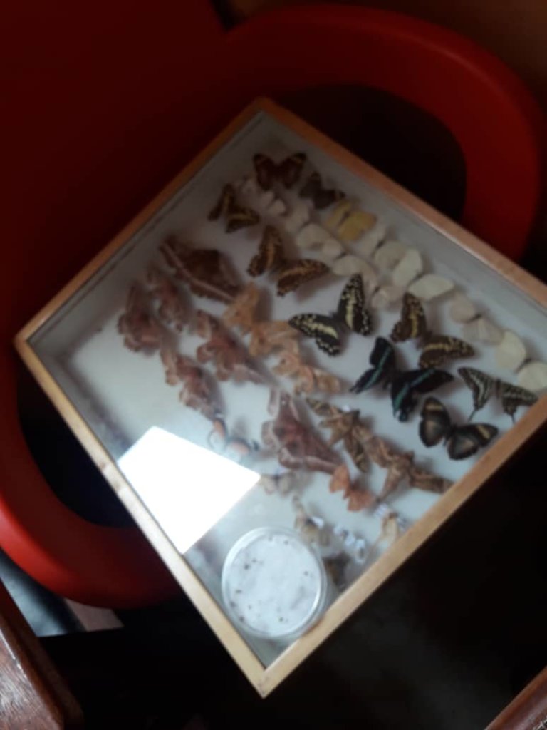 Role Model Visit for 600 pupils in 20 basic school