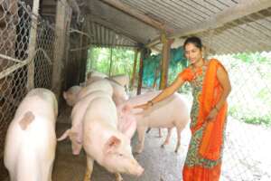 Building a New Future Through Pig Farming
