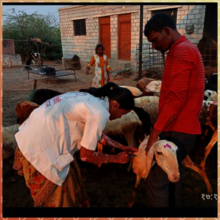Sheli sakhi treating and vaccinating the goat