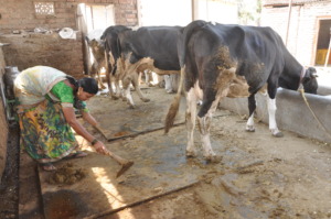 Dhanashree at her farm