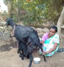 Sangeeta with her goat